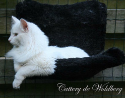 Prince Piet von Bushy Cat